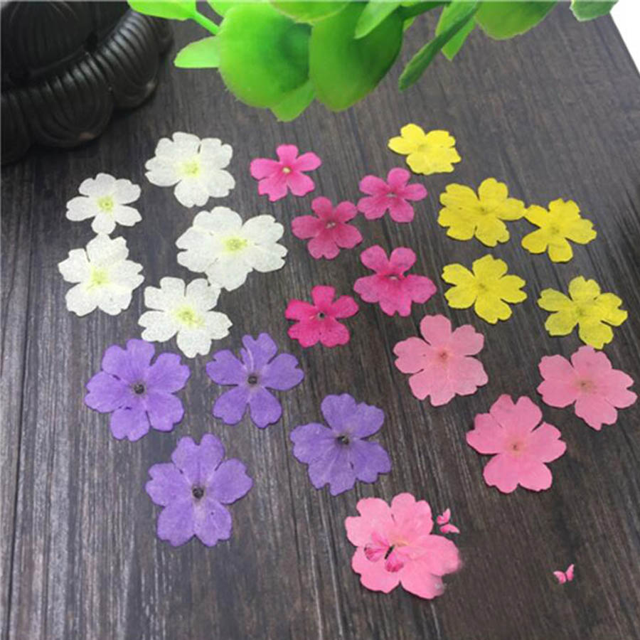 Dried Flower Bookmark - 60 sztuk 1-2cm prasowane suszone barwione