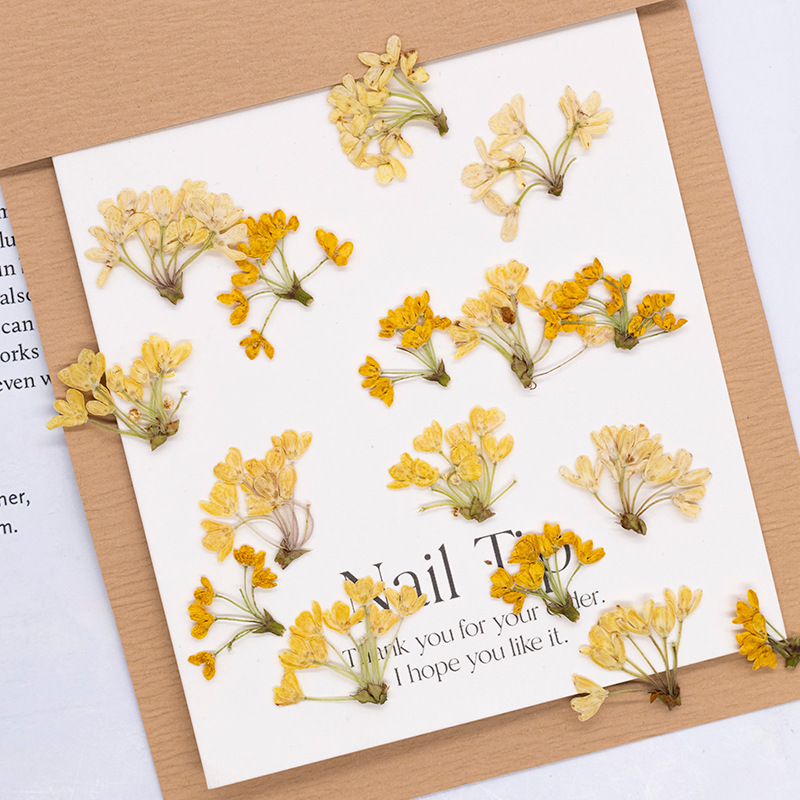 Dried Flower Bookmark - 24 sztuki, naturalne prawdziwe prasowane kwiaty,