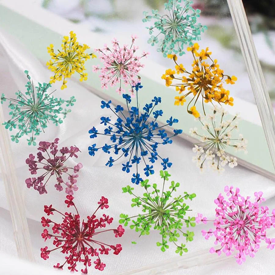 60 sztuk prasowane suszone 20- – Dried Flower Bookmark recenzja i cena