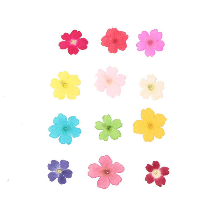 60 sztuk 1-2cm prasowane suszo – Dried Flower Bookmark recenzja i cena