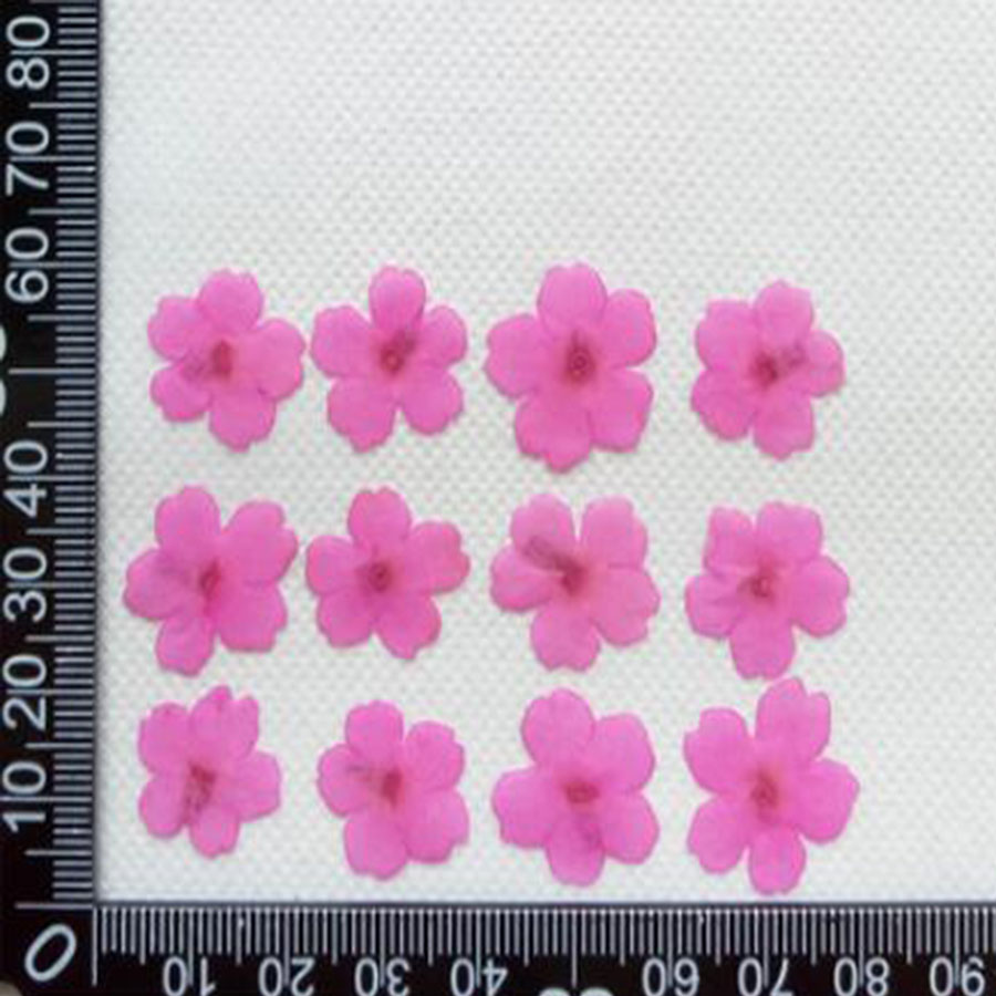 60 sztuk 1-2cm prasowane suszo – Dried Flower Bookmark recenzja i cena