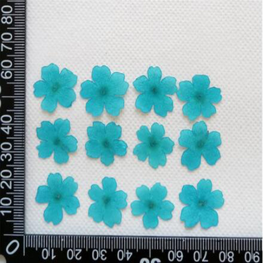 60 sztuk 1-2cm prasowane suszo – Dried Flower Bookmark recenzja i cena